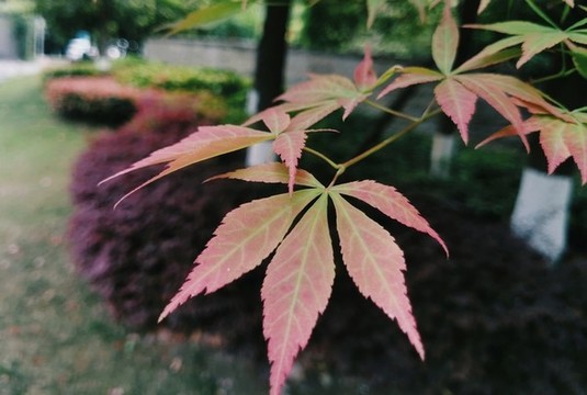 楓葉