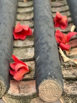 屋頂上的紅棉