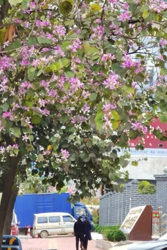 紫荊花