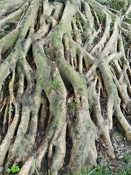 樹根