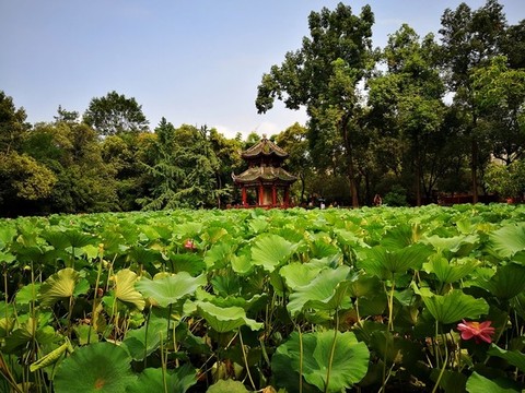 公園荷花池