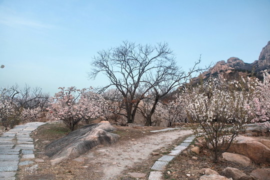 杏花村