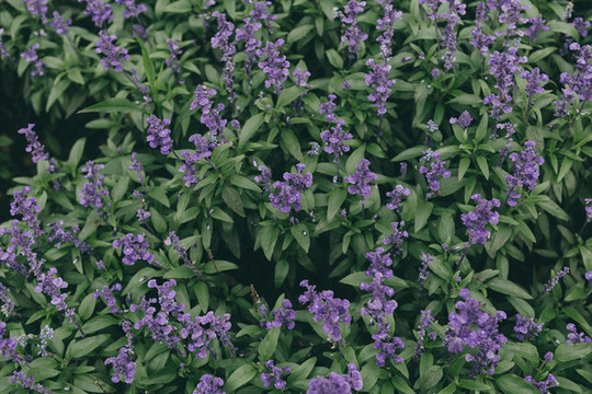 藍花鼠尾草