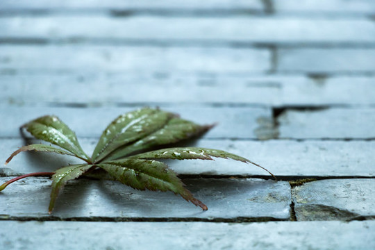 春天樹枝枝條發(fā)芽綠色樹葉