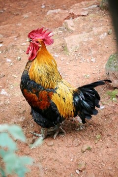 土公雞