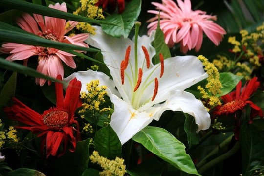 百合花