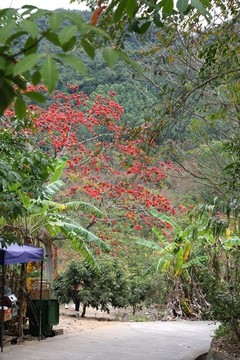 海南昌江木棉花