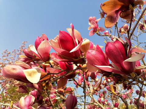 玉蘭花