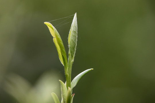 茶葉