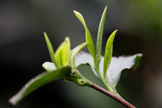 茶葉