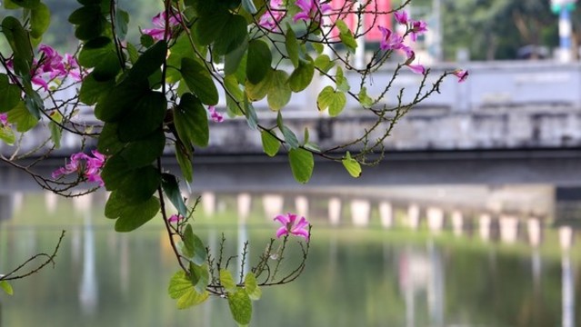 紫荊花