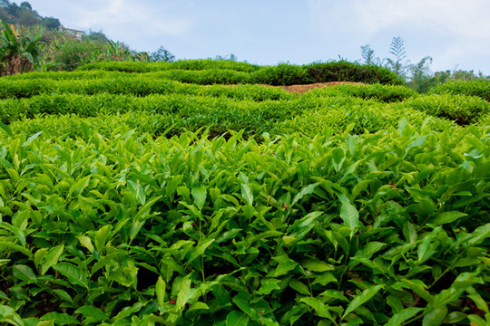 茶樹(shù)春茶
