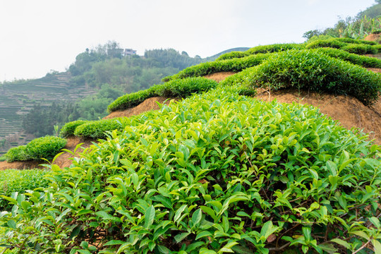 茶園茶葉
