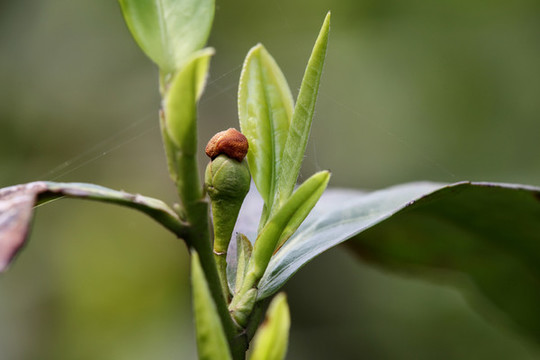 茶葉素材