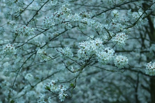 櫻花
