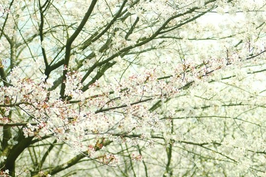 櫻花