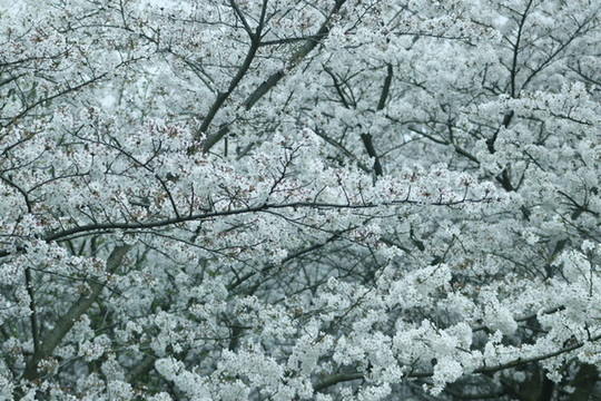 櫻花