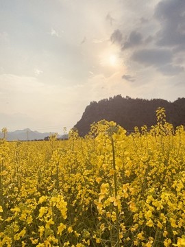 油菜花