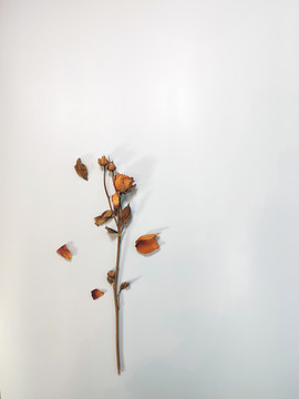 玫瑰干花
