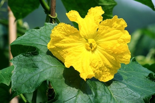 絲瓜花