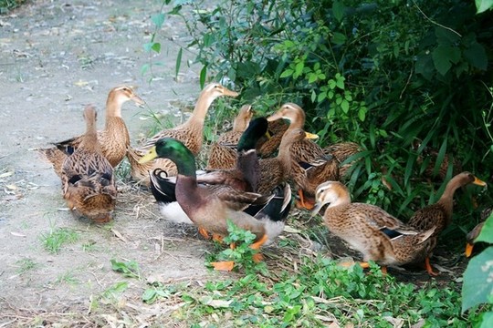 散養(yǎng)土鴨
