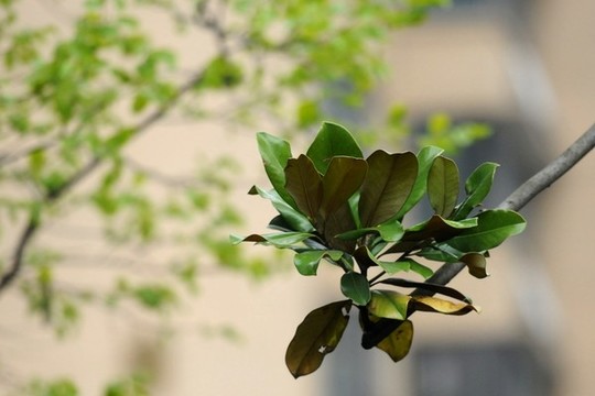 荷花玉蘭