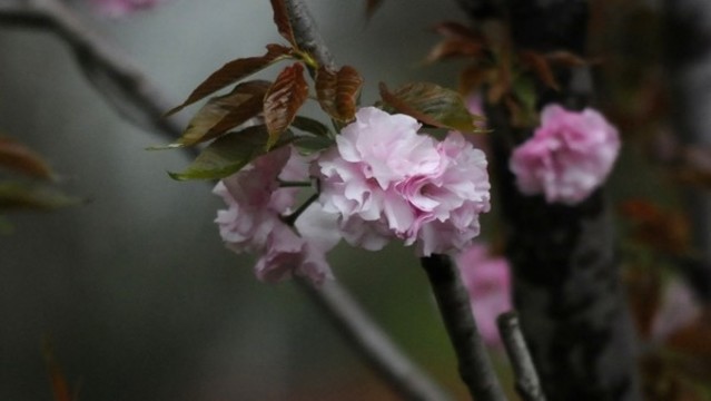 櫻花