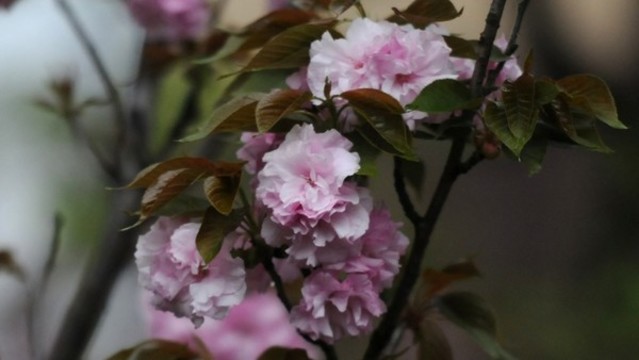 櫻花