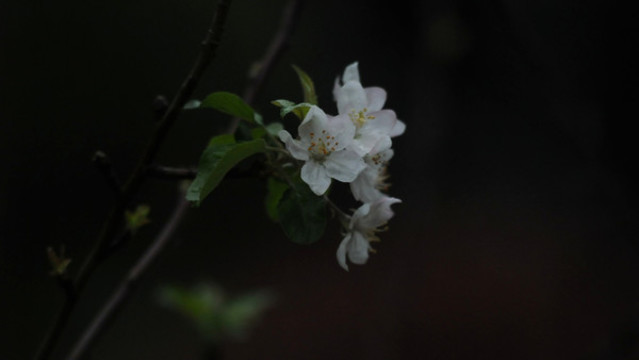 海棠花