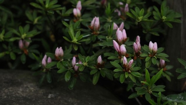 杜鵑花