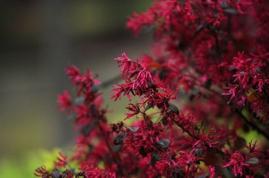 紅花檵木