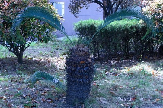 蘇鐵