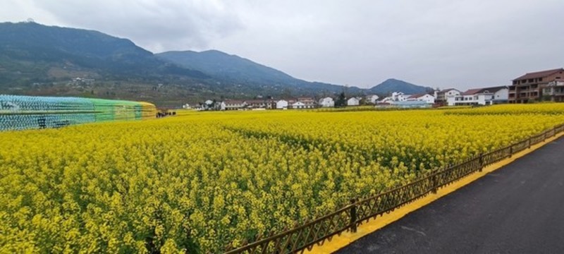 2022年南鄭油菜花