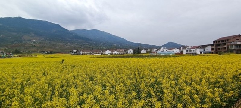 2022年南鄭油菜花