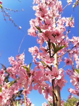 桃花