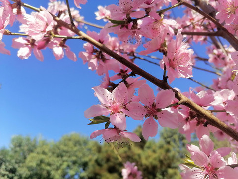 桃花