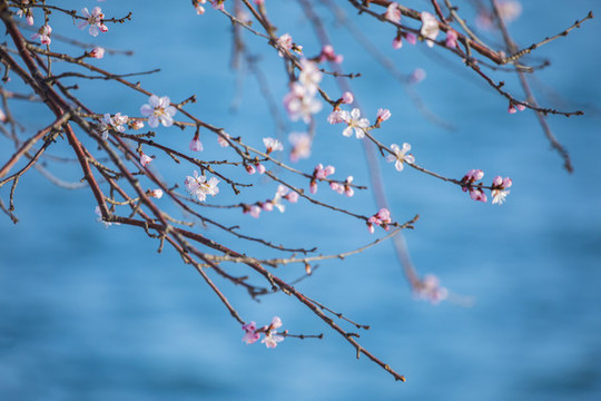 桃花