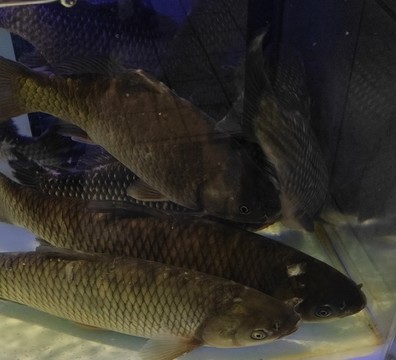 草魚