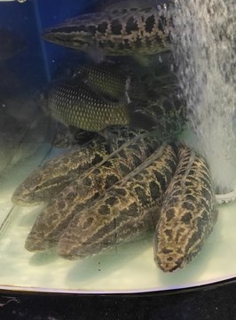 黑魚