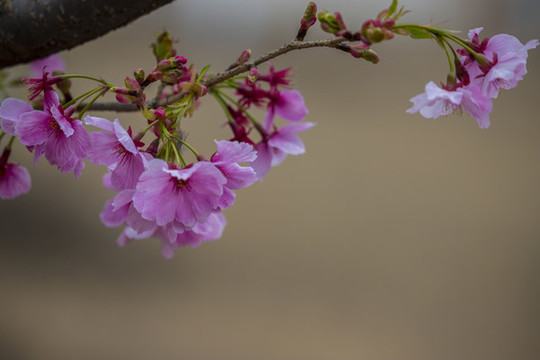 櫻花
