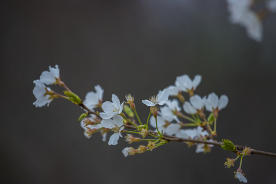 櫻花