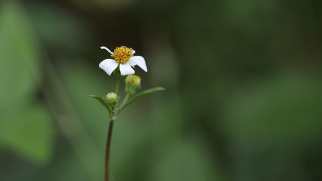 無(wú)名花