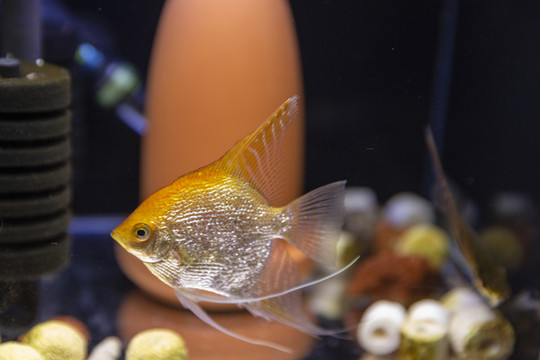 觀賞魚神仙魚