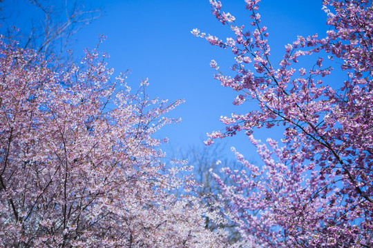 櫻花