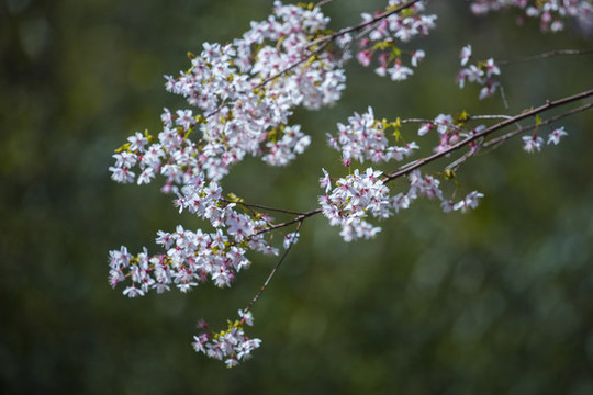 櫻花