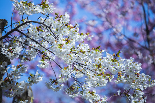 櫻花