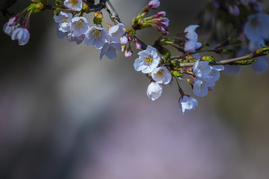 櫻花