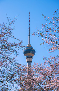 櫻花