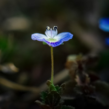 小婆婆納
