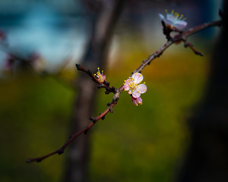 櫻桃花